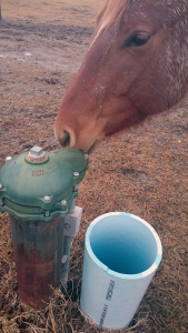 Mare and wellhead